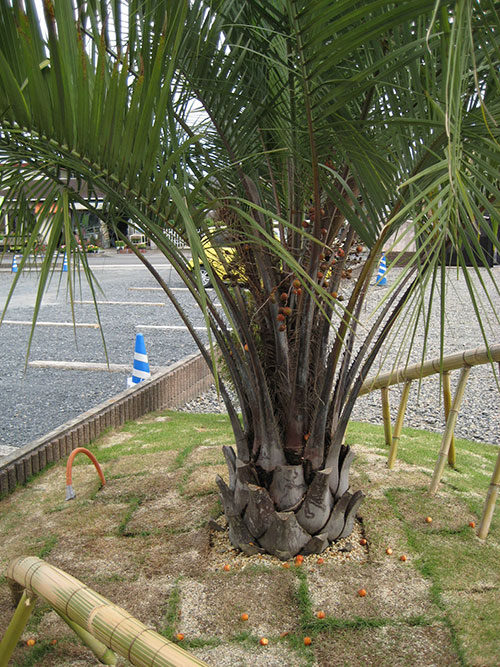 ココスヤシ 3.5メートル - 植物/観葉植物
